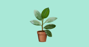 Dicas para cuidar bem de suas plantas